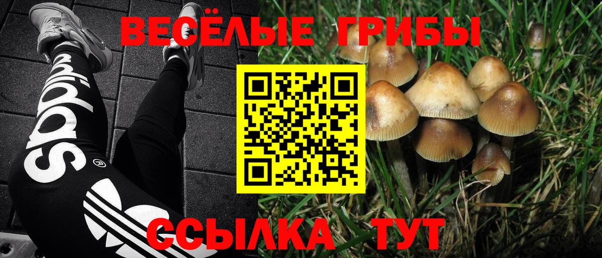 Псилоцибиновые грибы GOLDEN TEACHER Тамбов