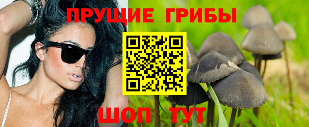 Тамбов  купить наркоту  Вход с VPN  Псилоцибиновые грибы MAGIC MUSHROOMS 